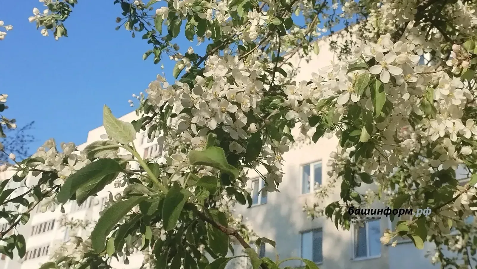 Башҡортостанда 8 майҙа эш көнө бер сәғәткә ҡыҫҡара