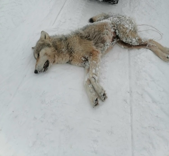 Эт тигәне бүре булған