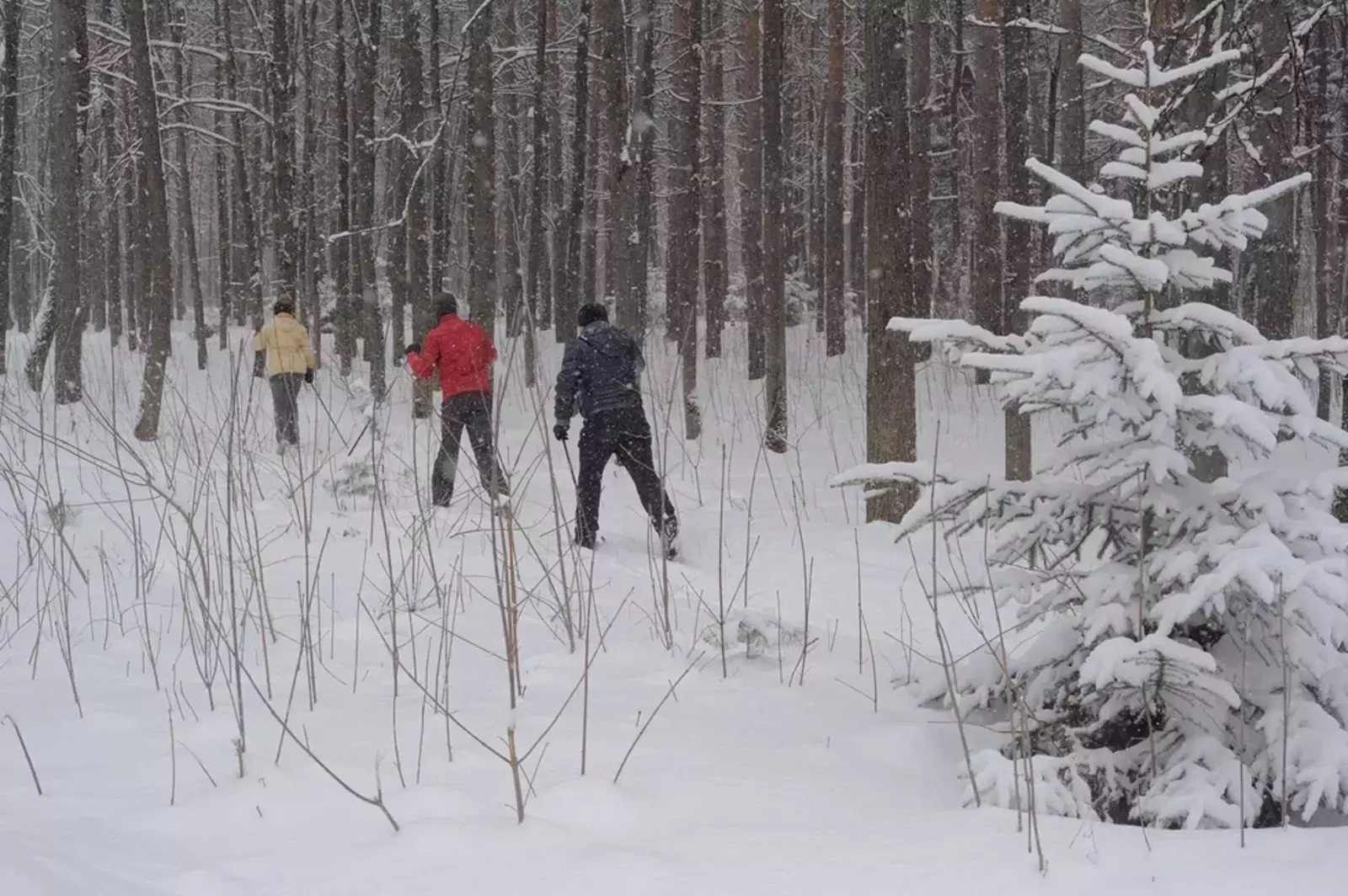 Һауа торошо