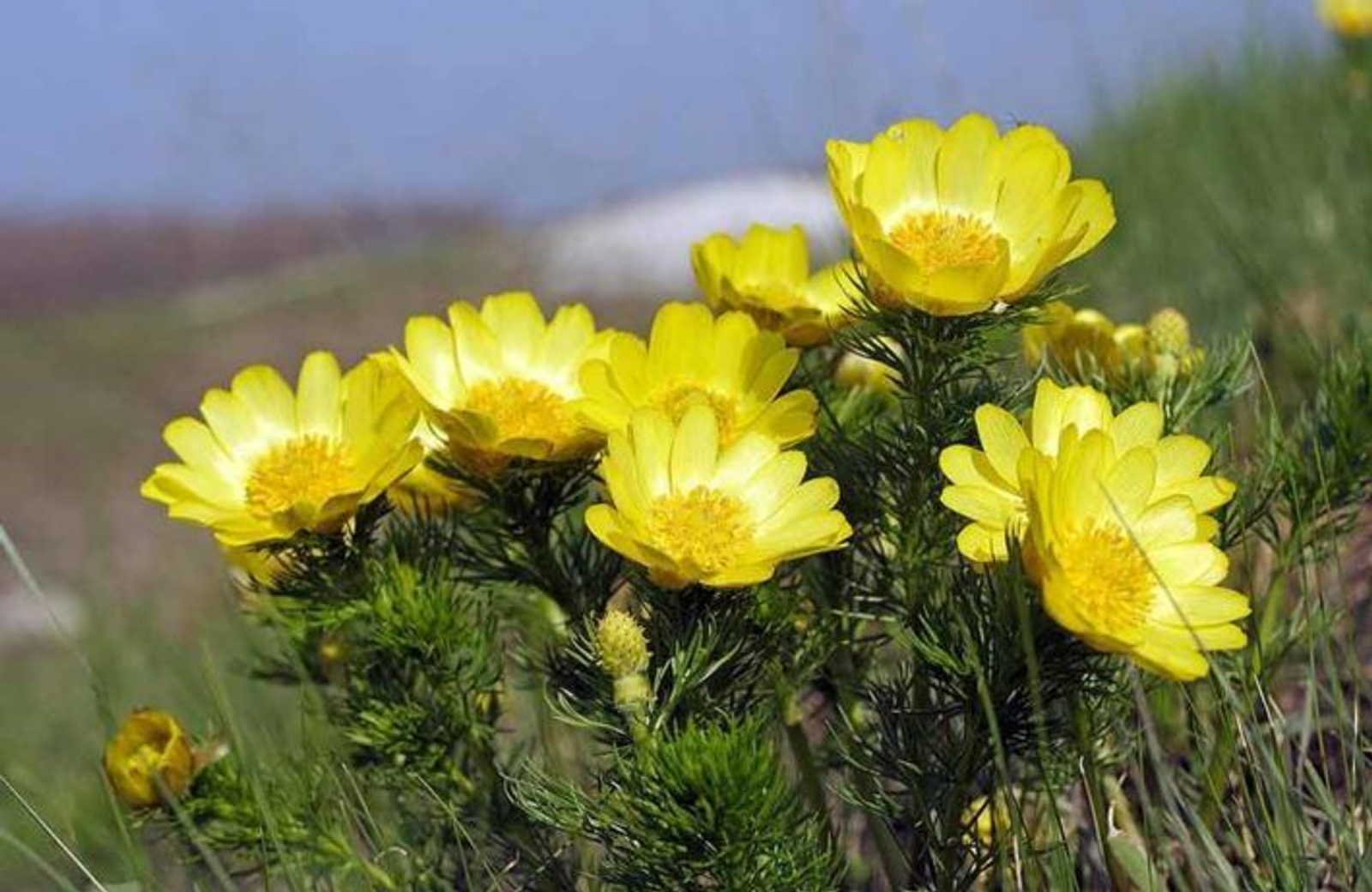 Умырзая гөлдөң ғүмеркәйе (хикәйә)