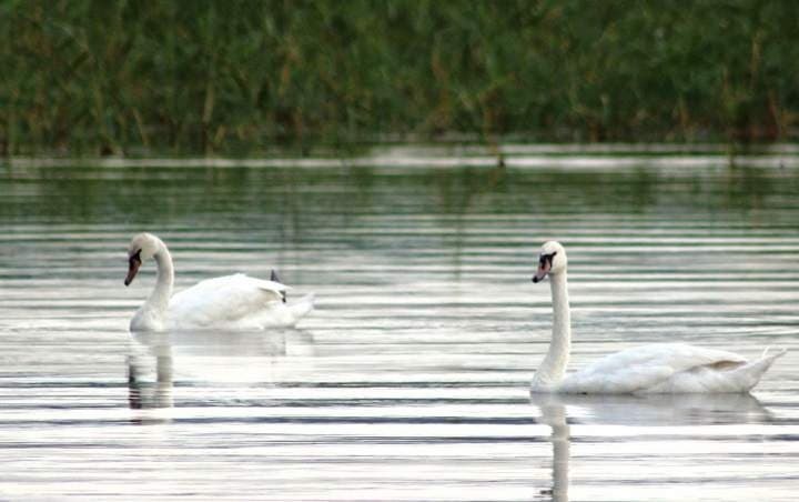 Аҡсарлаҡ тауышлы аҡҡош (хикәйә)