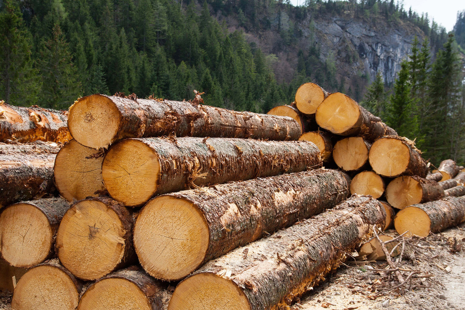 Об обеспечении населения древесиной для собственных нужд, в том числе поддержка семей участников СВО