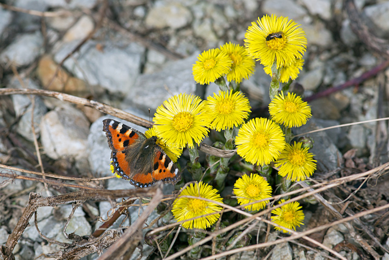 Май байрамдарында йәйге эҫе көтөлә