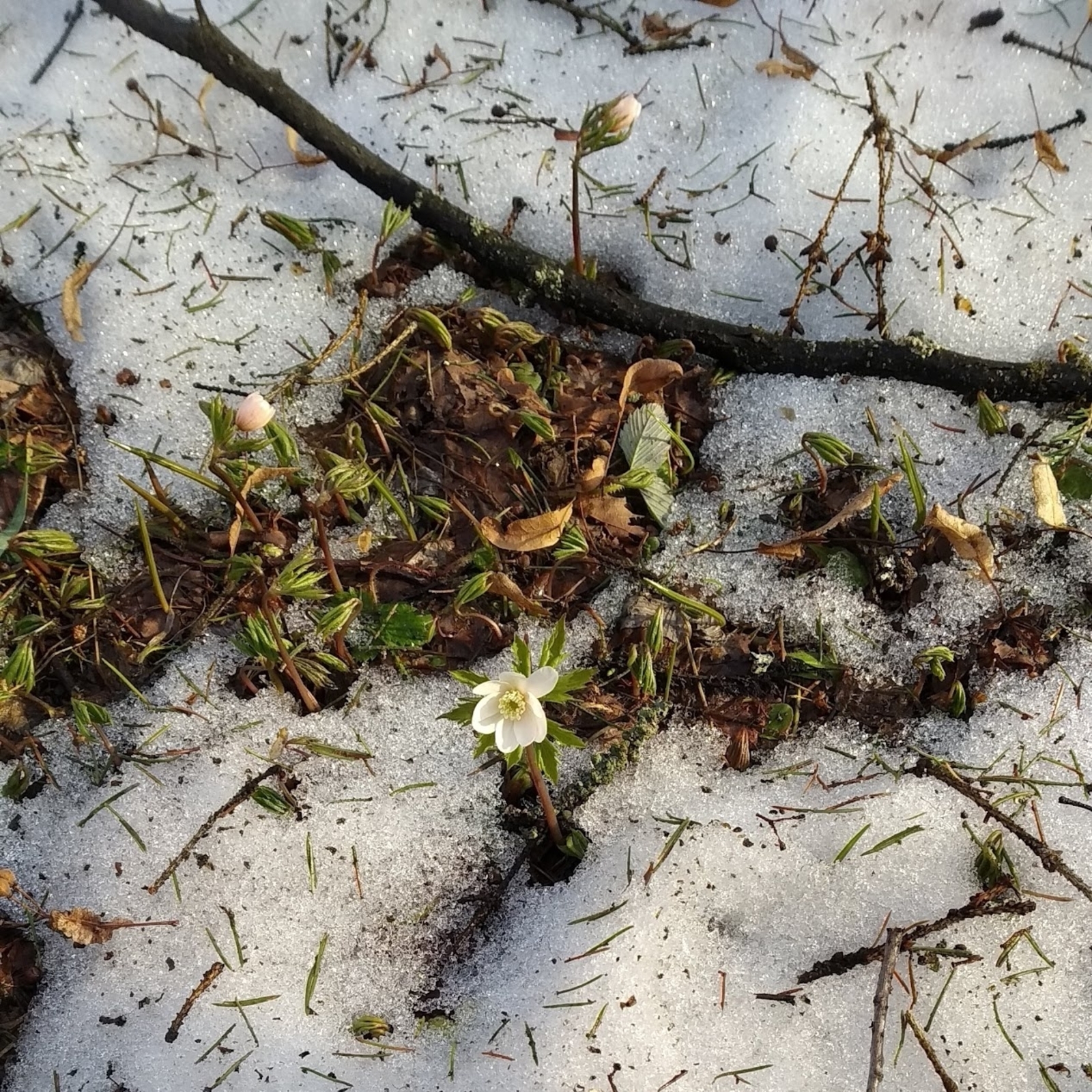 Яҙҙың тәүге эш аҙнаһы Башҡортостанда өс көнлөк ял көндәре менән тамамлана