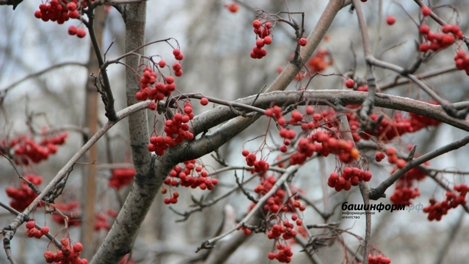 Һауа торошо