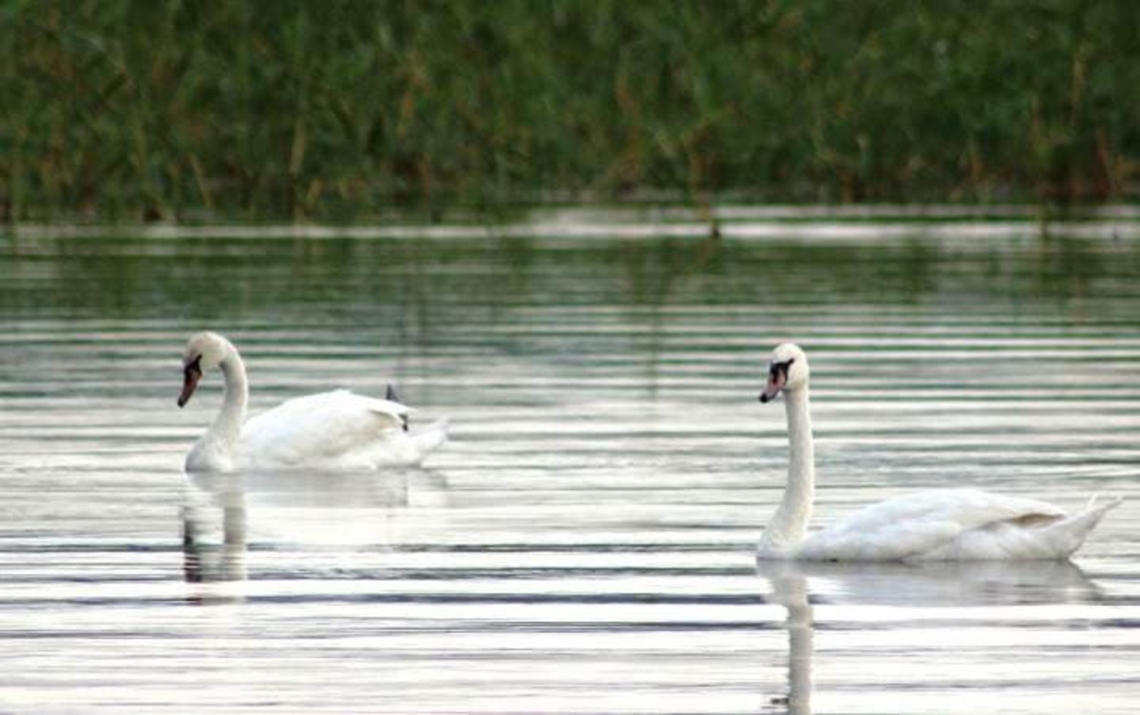 Аҡсарлаҡ тауышлы аҡҡош (хикәйә)