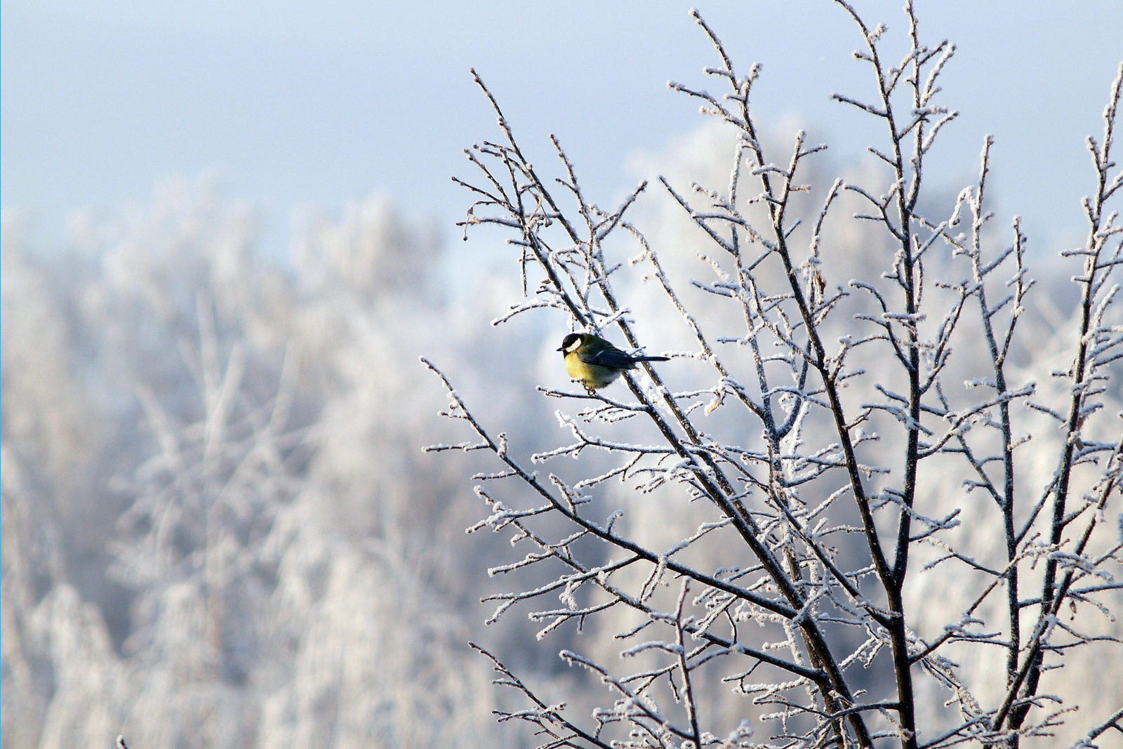 Яҙ иртә килә, тиҙәр