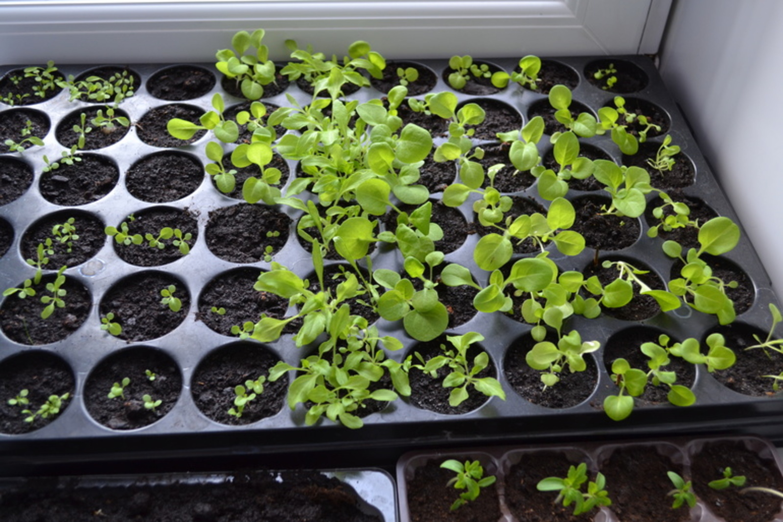 Петуния ултырттығыҙмы әле?