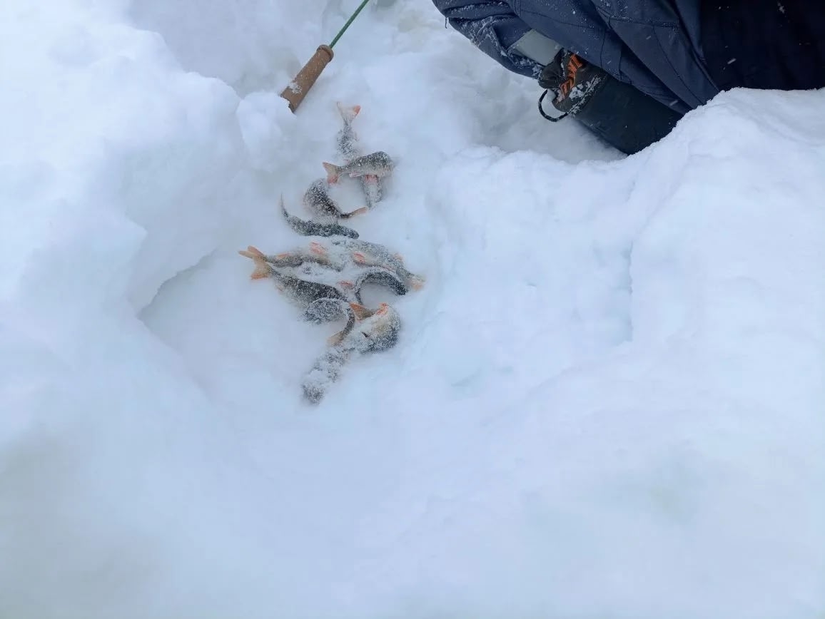 Балыҡ ҡап, ҡап! Боҙ өҫтөндә ялтырап ят