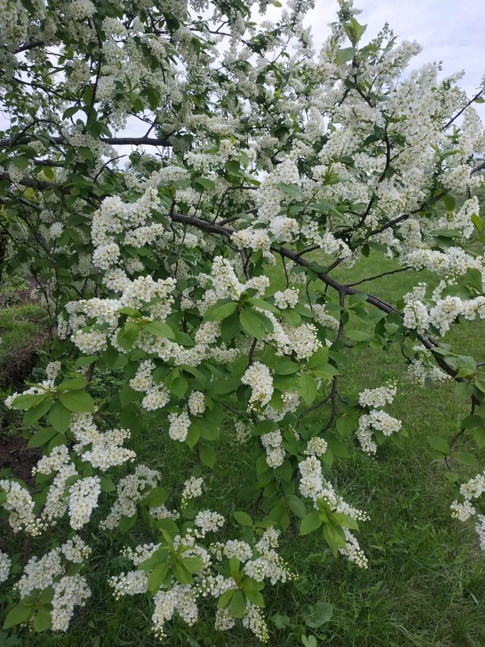 Май айына һынамыштар